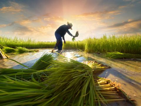 Farmer in rice paddy